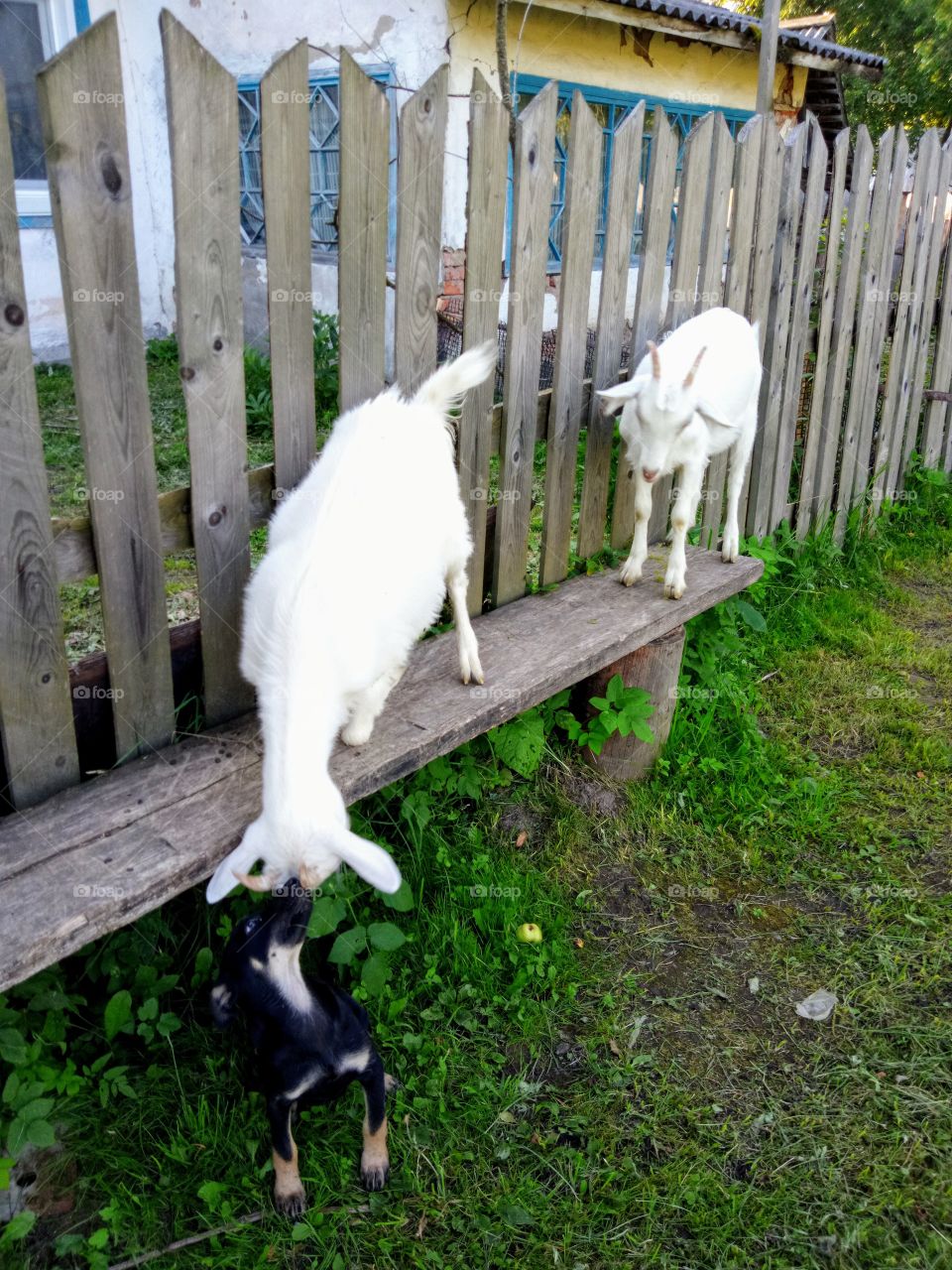 козы и собака