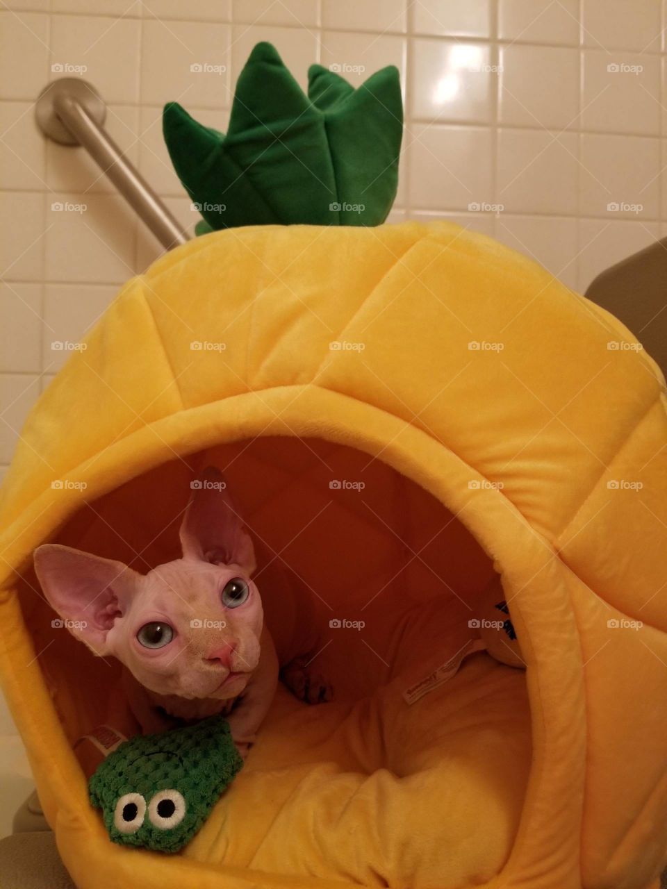 Kitten in pinapple house