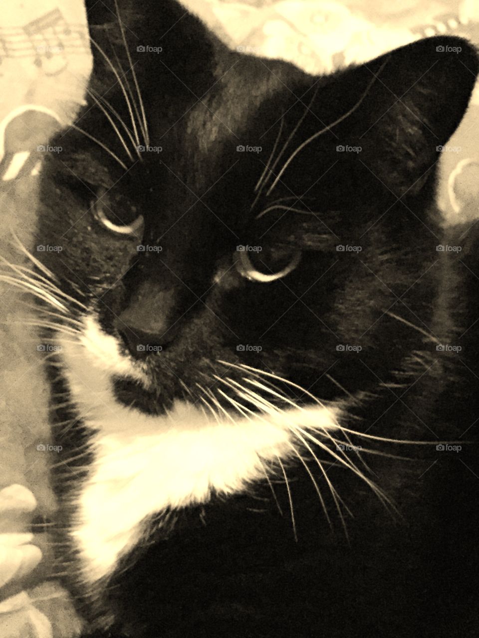 Closeup in sepia tone of my nasty black and white cat in her typical mood. “You can pet me but i will bite you when I’ve had enough.!” But I still love her!