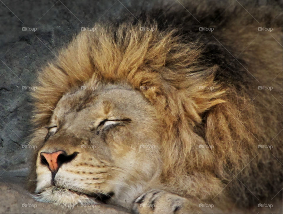 animal lion naptime sleping by landon