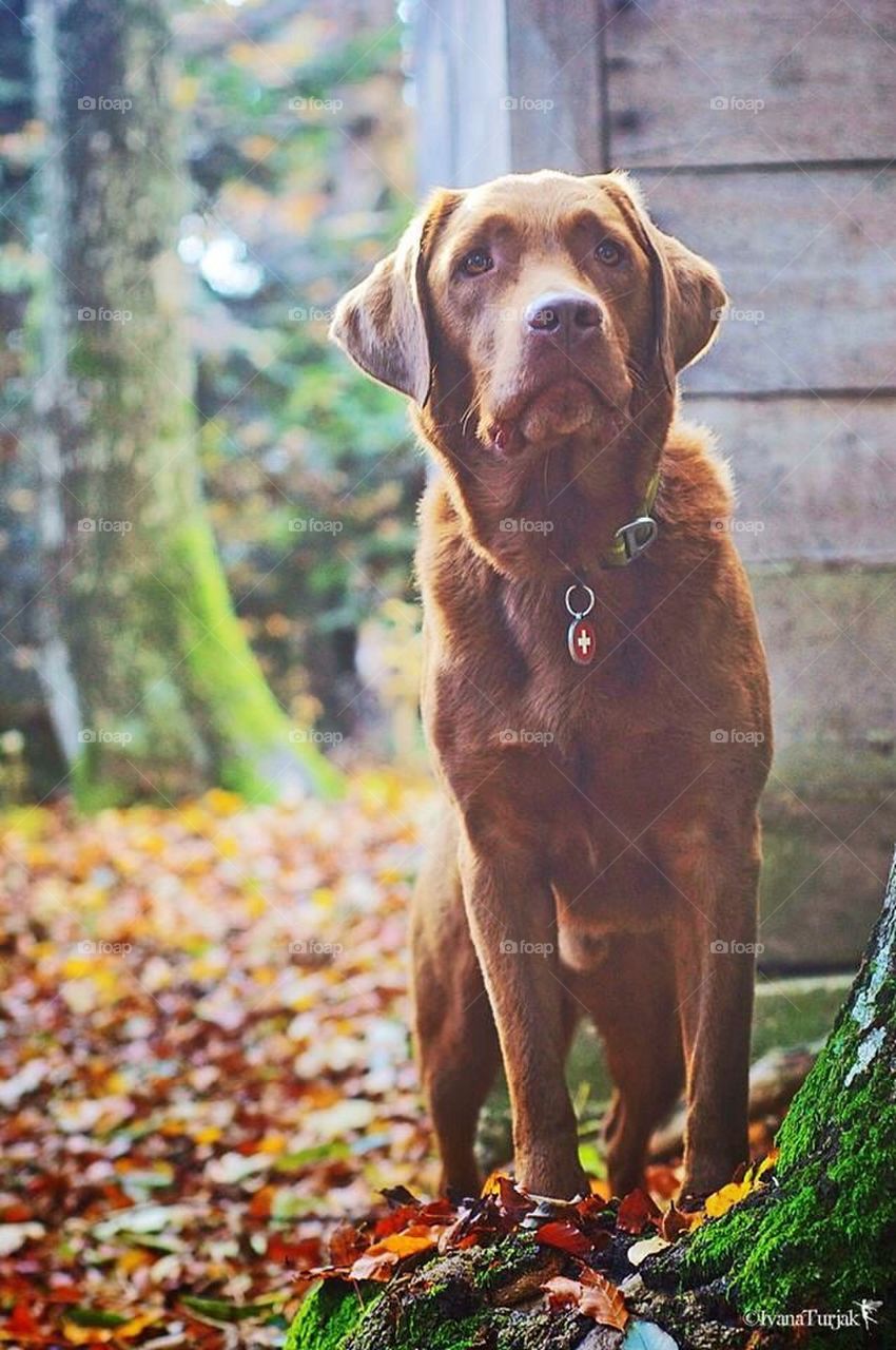 Autumn dog