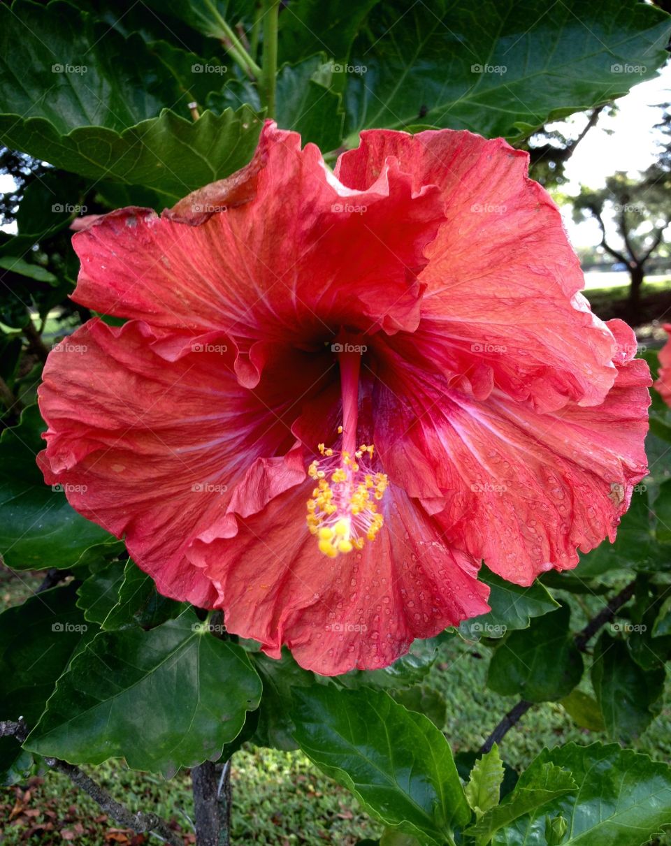 Hibiscus