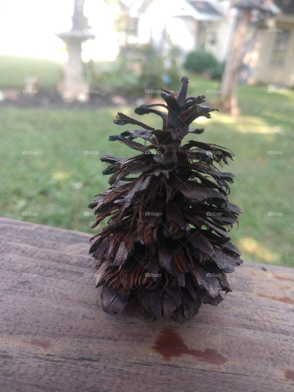 pinecone