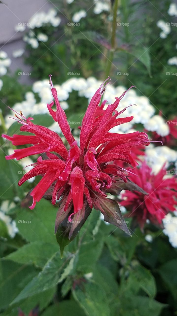 Bee Balm