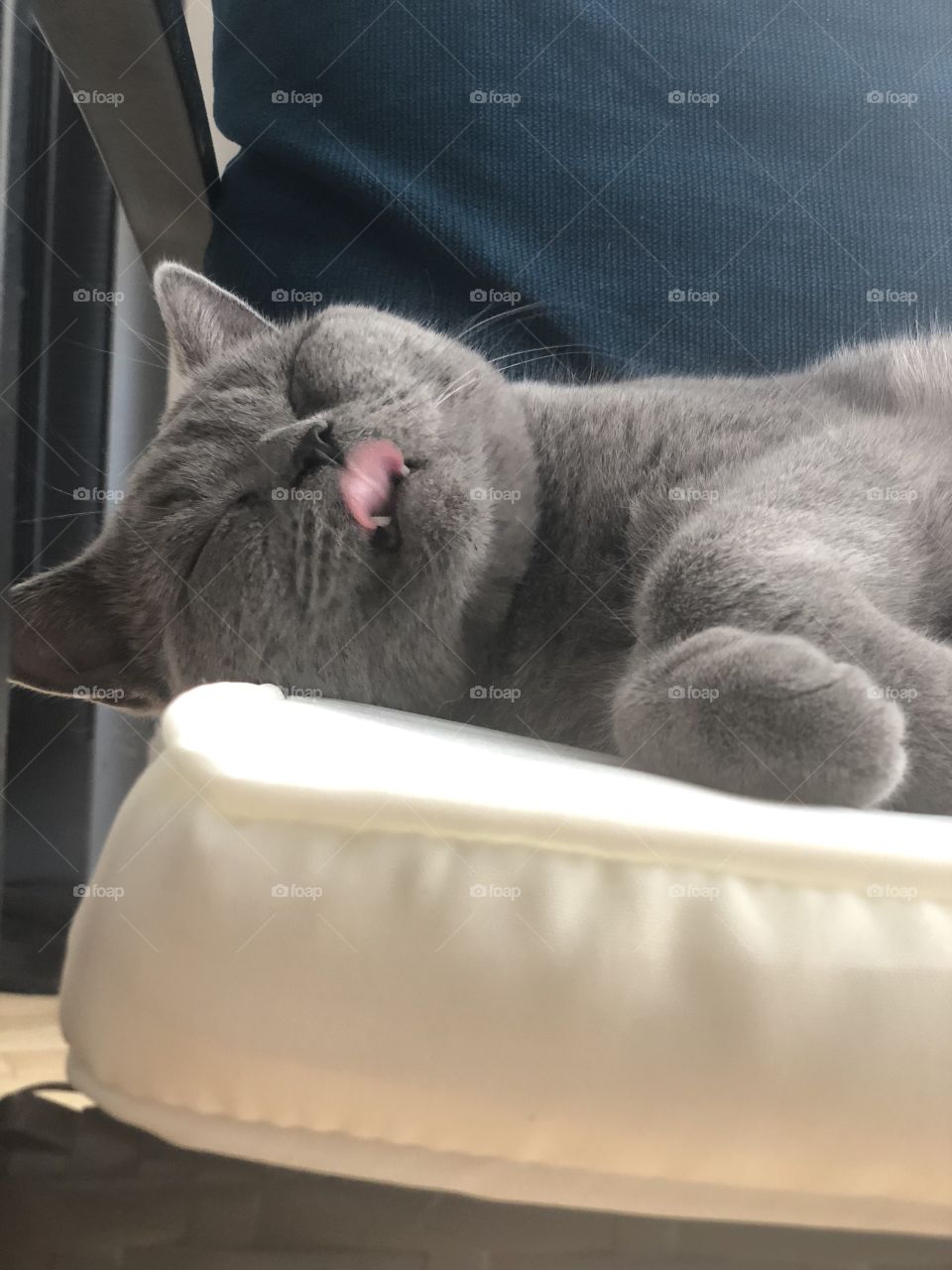 Cat tongue 