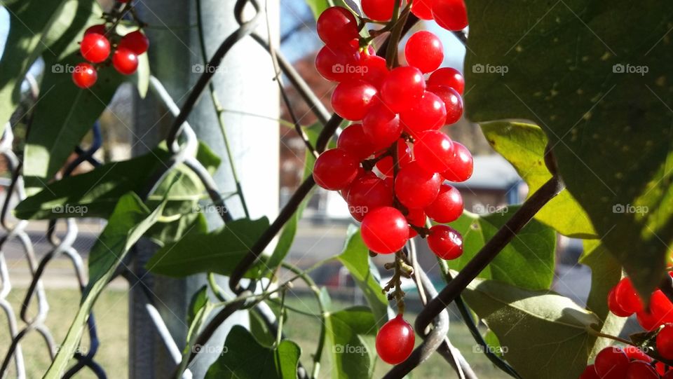 A vine with red berries growing on a chain link fence in an urban area