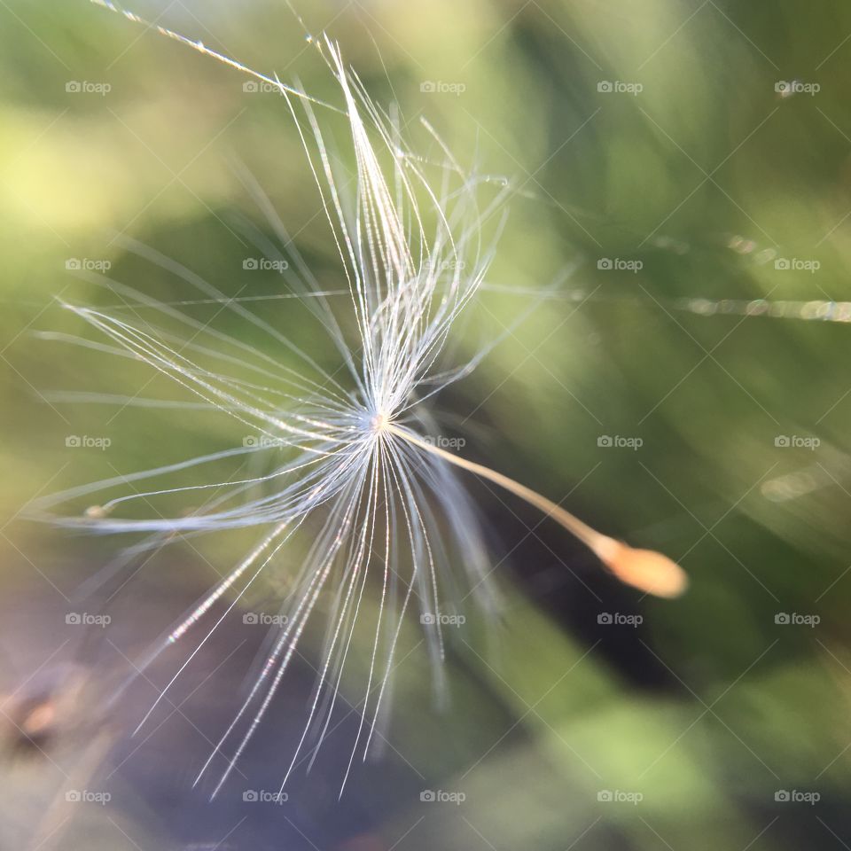 Nature, Dandelion, Summer, Bright, No Person