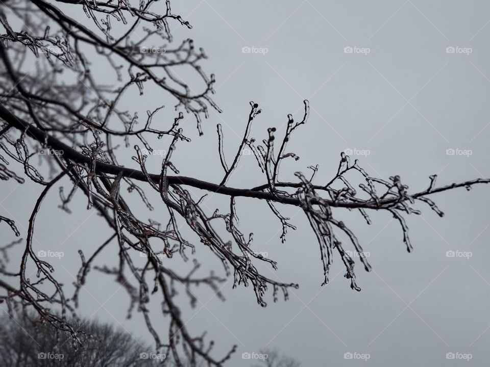 Frozen tree 