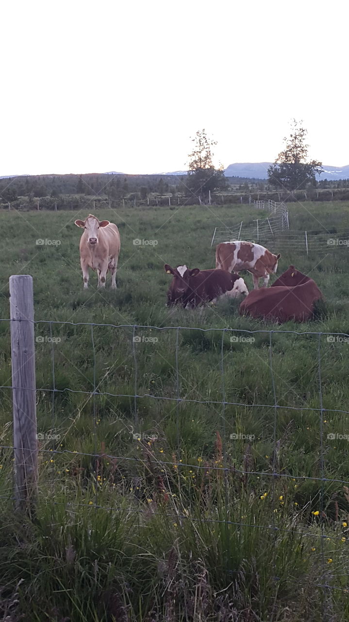 cows relaxing