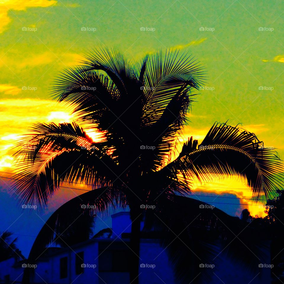 Walking along the boardwalk in Hollywood beach came across a Magnificent Sunset through a palm tree! 