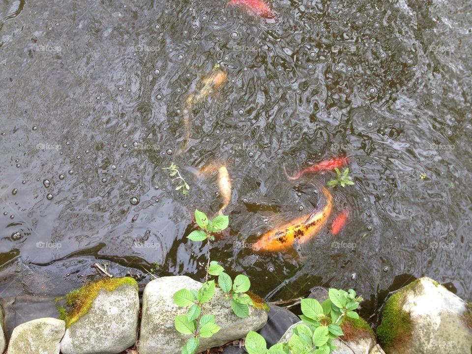 Fish pond