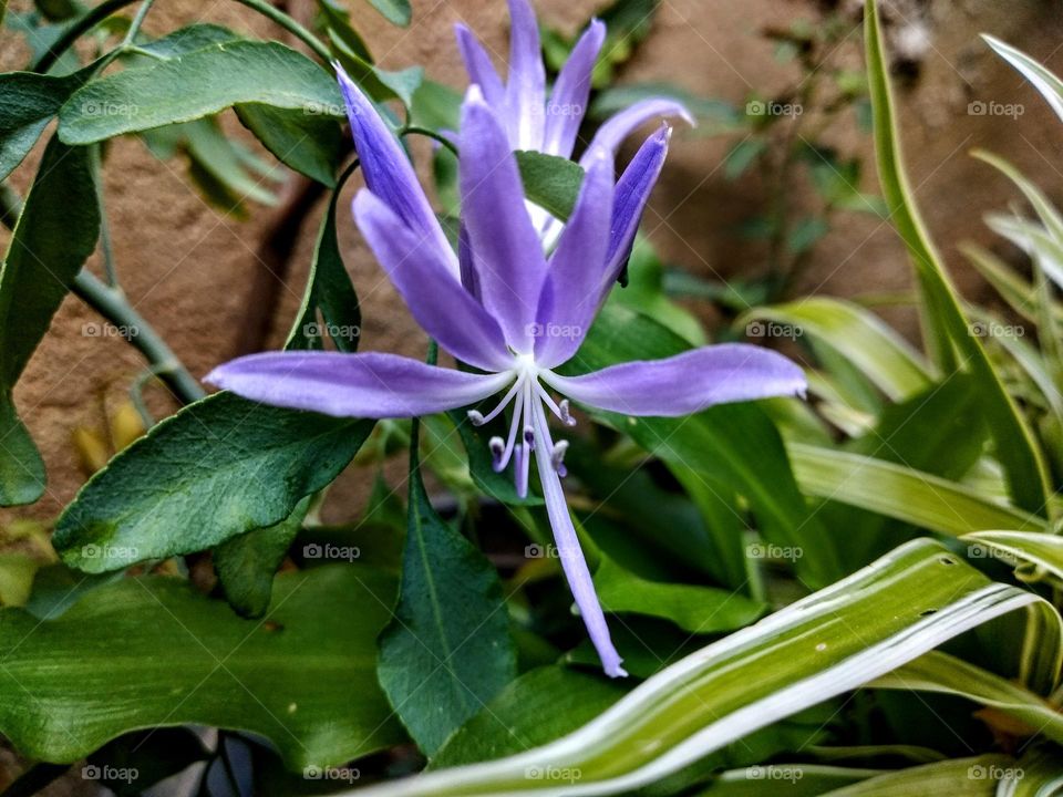flower