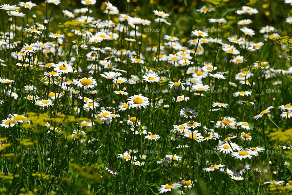 Daisies flower field