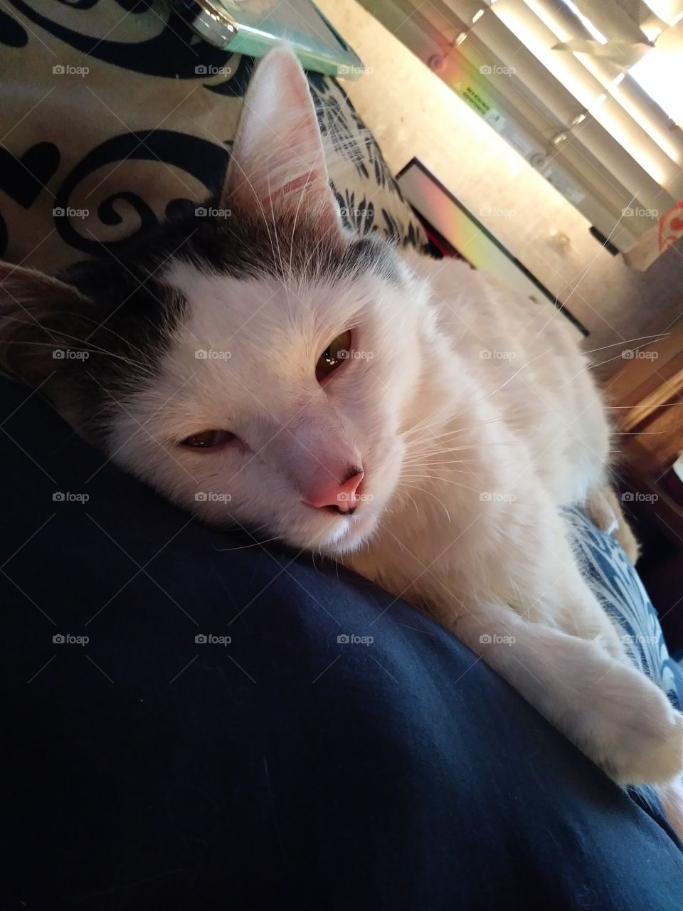 A white cat named Cloud, resting