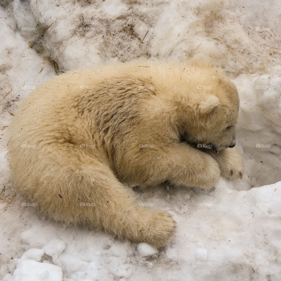 Adventures of a bear cub named Rostik. A polar bear cub named Rostik was born on 07.12.2015 to a pair of polar bears named Kai and Gerda.