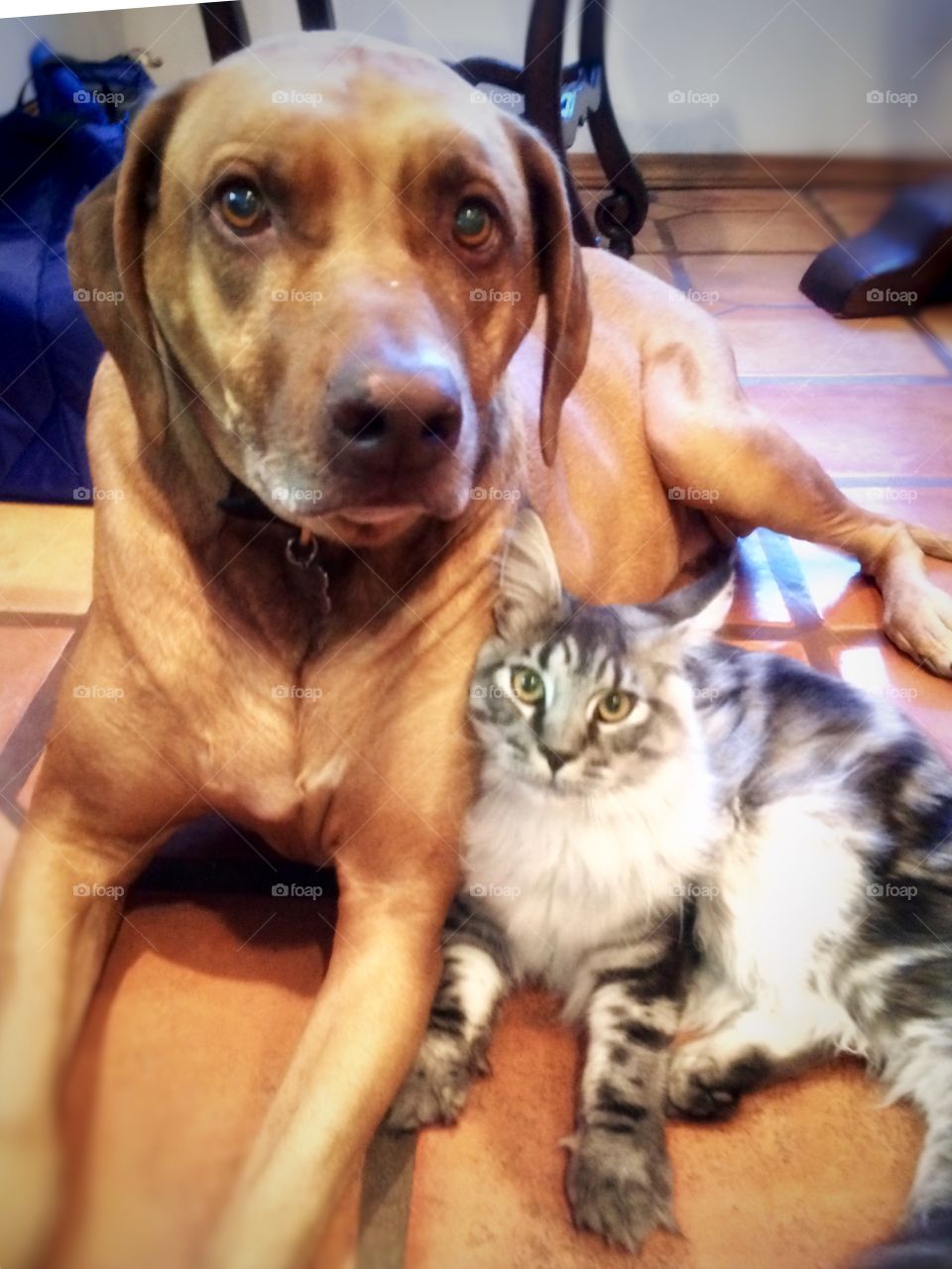 Foap Mission Cats! Beautiful Maine Coon Cat With. Rhodesian Ridgeback Dog, Best Friends!