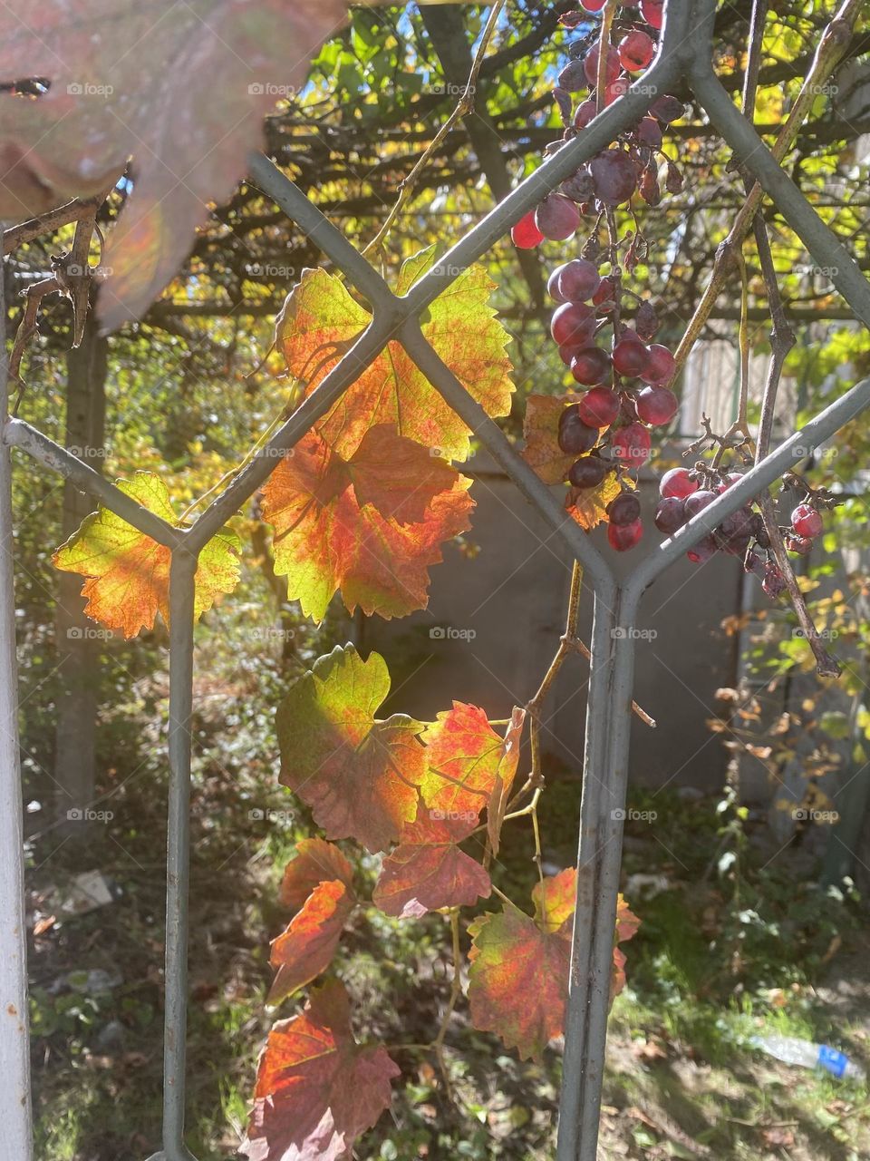 Autumn leaves and grapes 