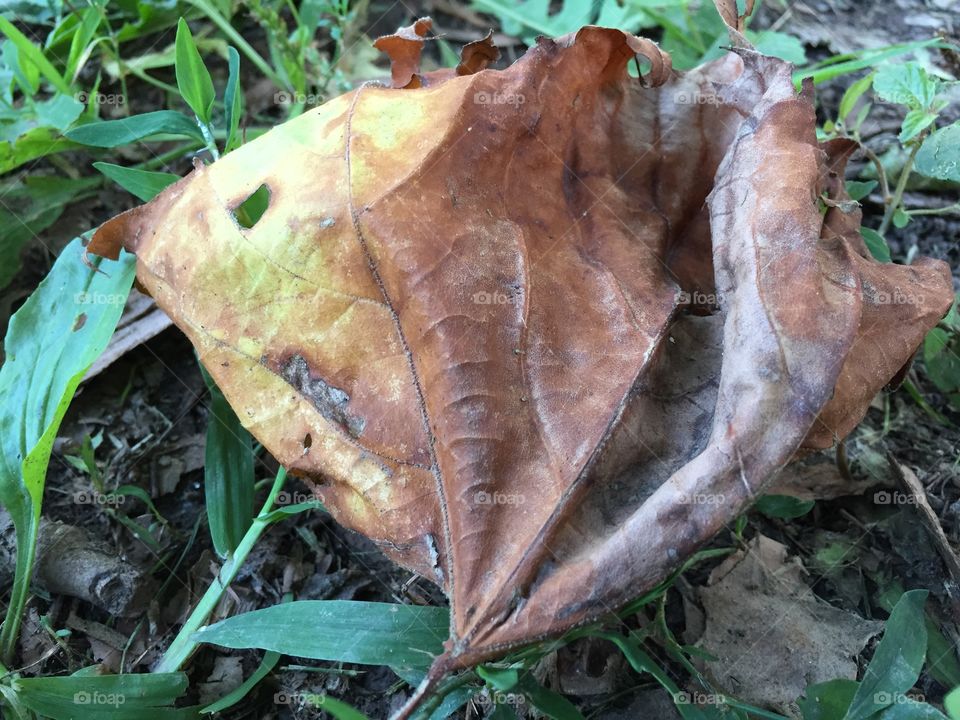 Dead Leaf 