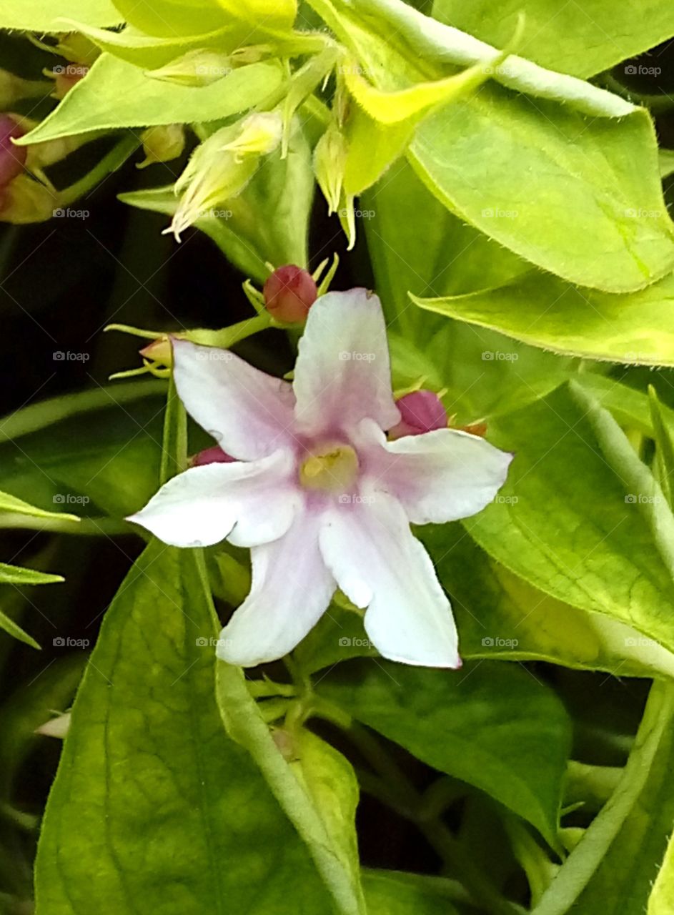 First Jasmine flower of the year!