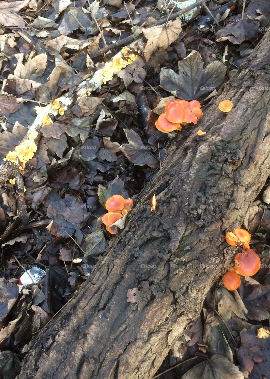 Fungus on tree trunk 