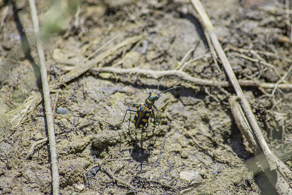 Insects with colorful on the ground that the wet.