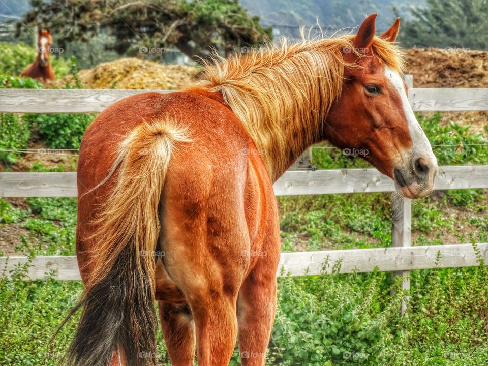 Thoroughbred Horse In Pasture