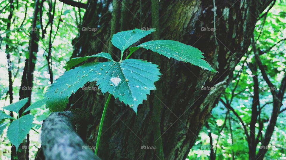 green leaf texture