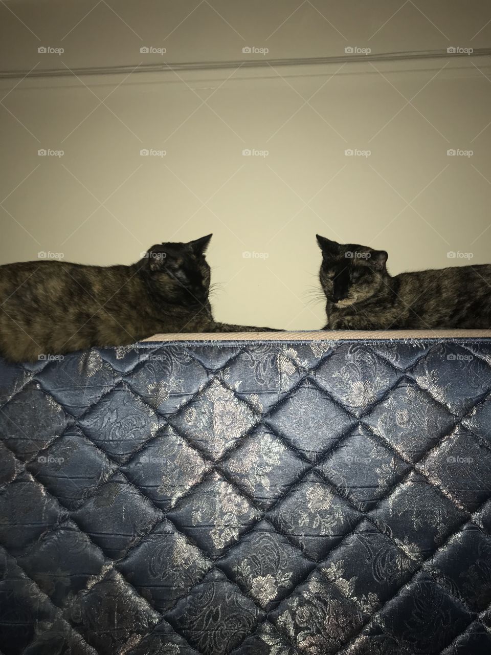 Twin cats, one big, one small, hanging on an bare mattress 