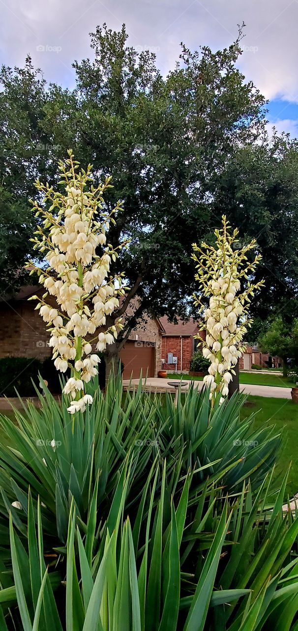Yucca