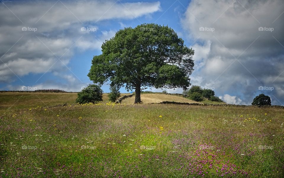 tree in a meadow