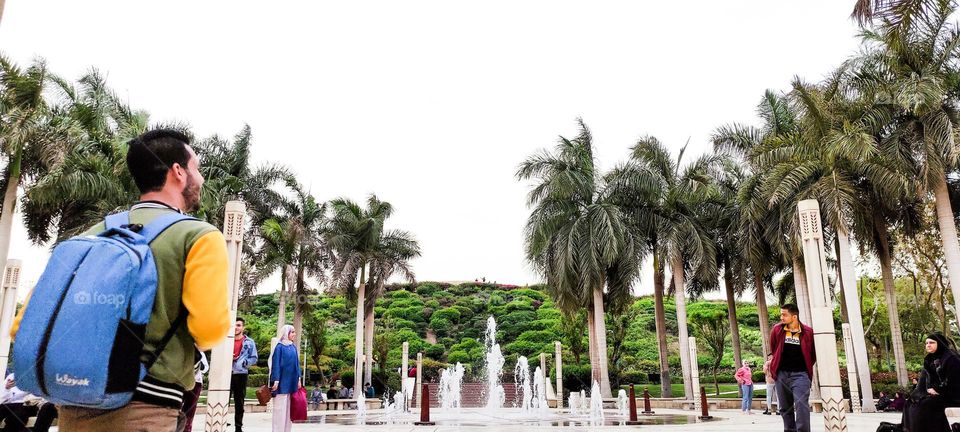 plants with fountain