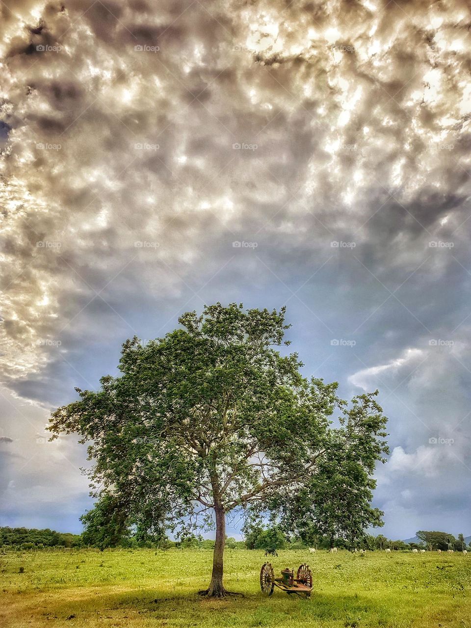 Tree and Sky