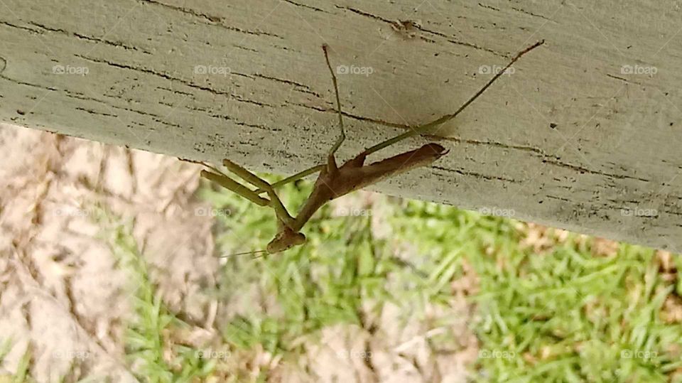 praying mantis