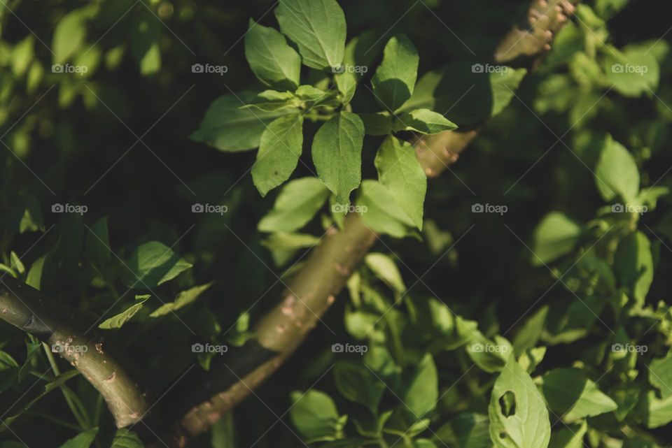 The sun rises in the morning hitting the fresh green plant, giving a good mood, warm and freshness, spring is here