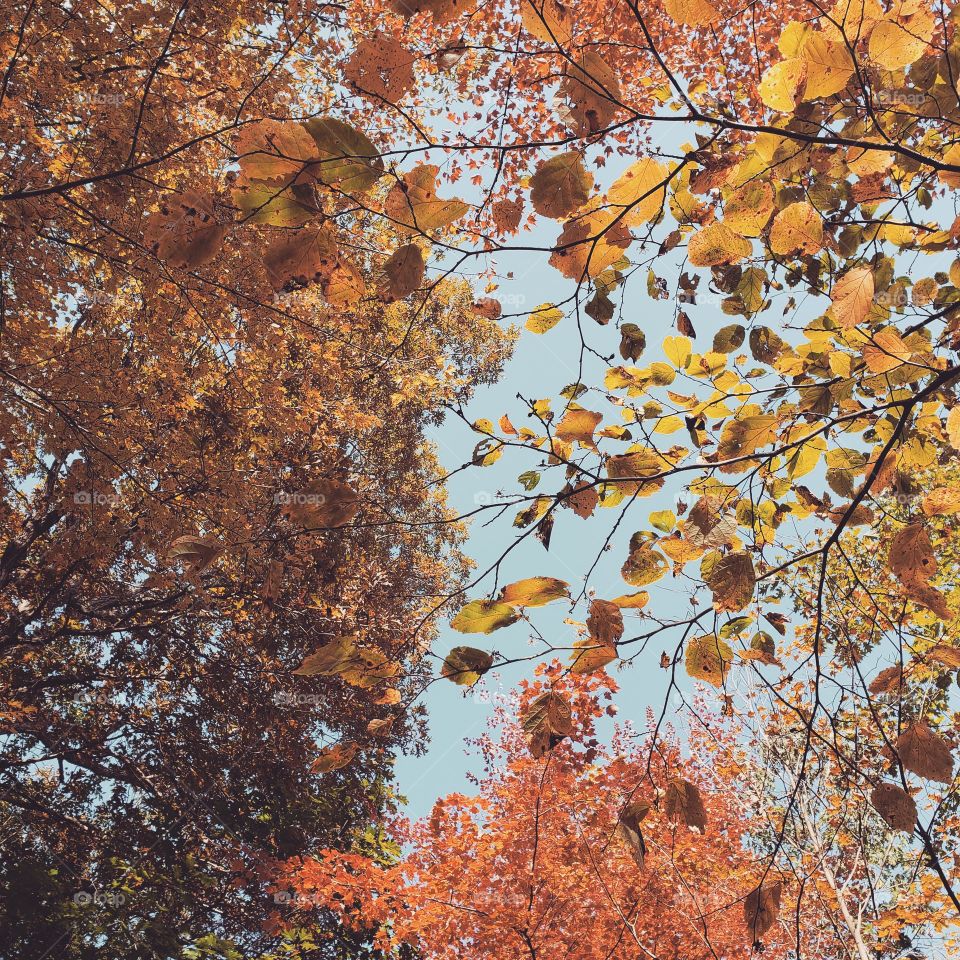 beautiful fall leaves