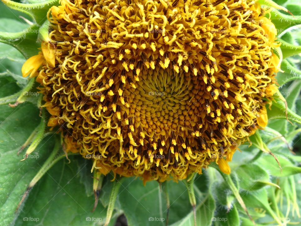 Extreme close-up of a teddy bear sunflower