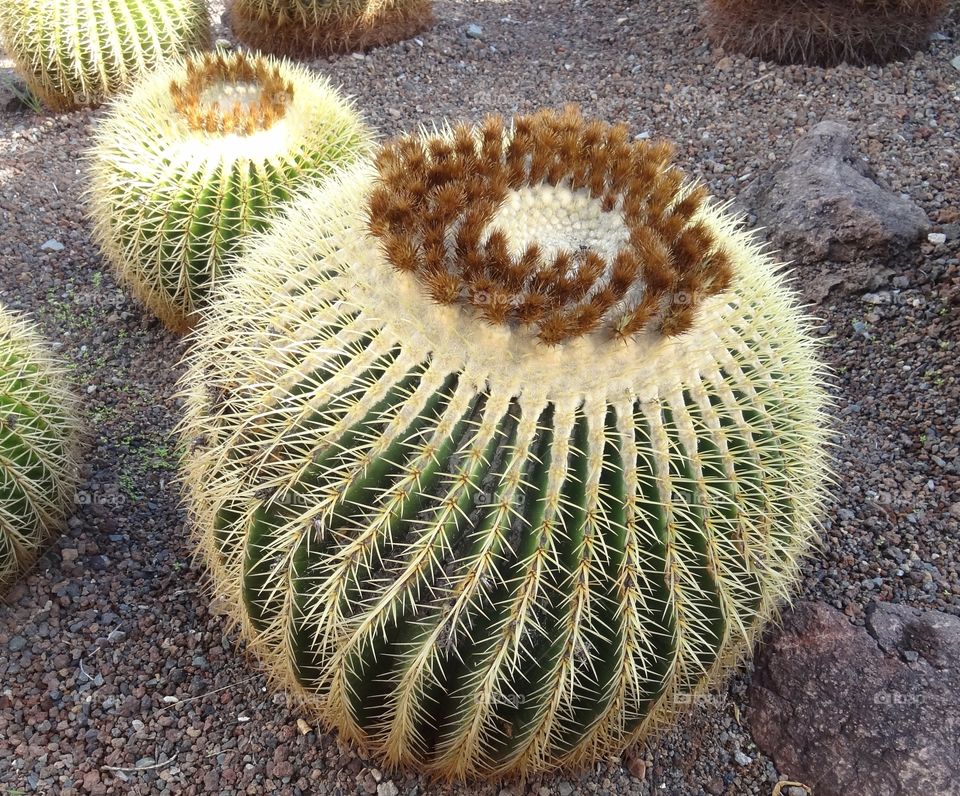Mother-in-Laws Seat. This succulent cactus plant is known locally as "mother-in-laws seat". I wonder why?