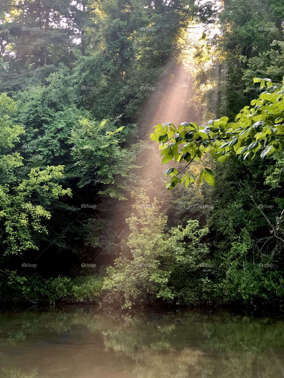 Morning sunlight streaming through trees onto creek