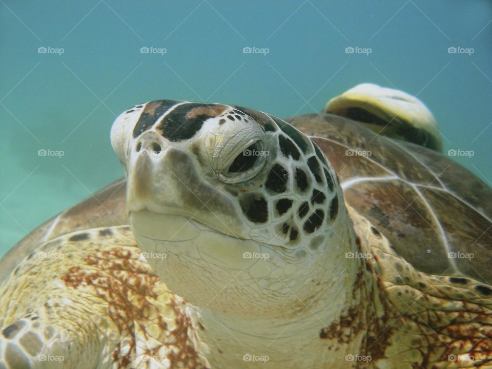 sea ​​turtle at the bottom of the sea captured up close