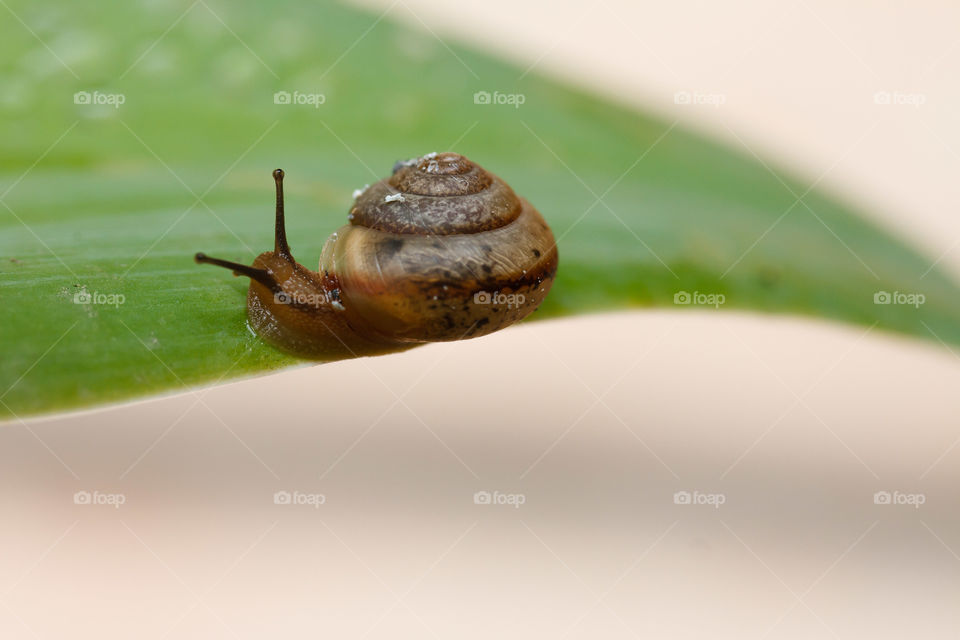 Garden Snail on a Leaf 