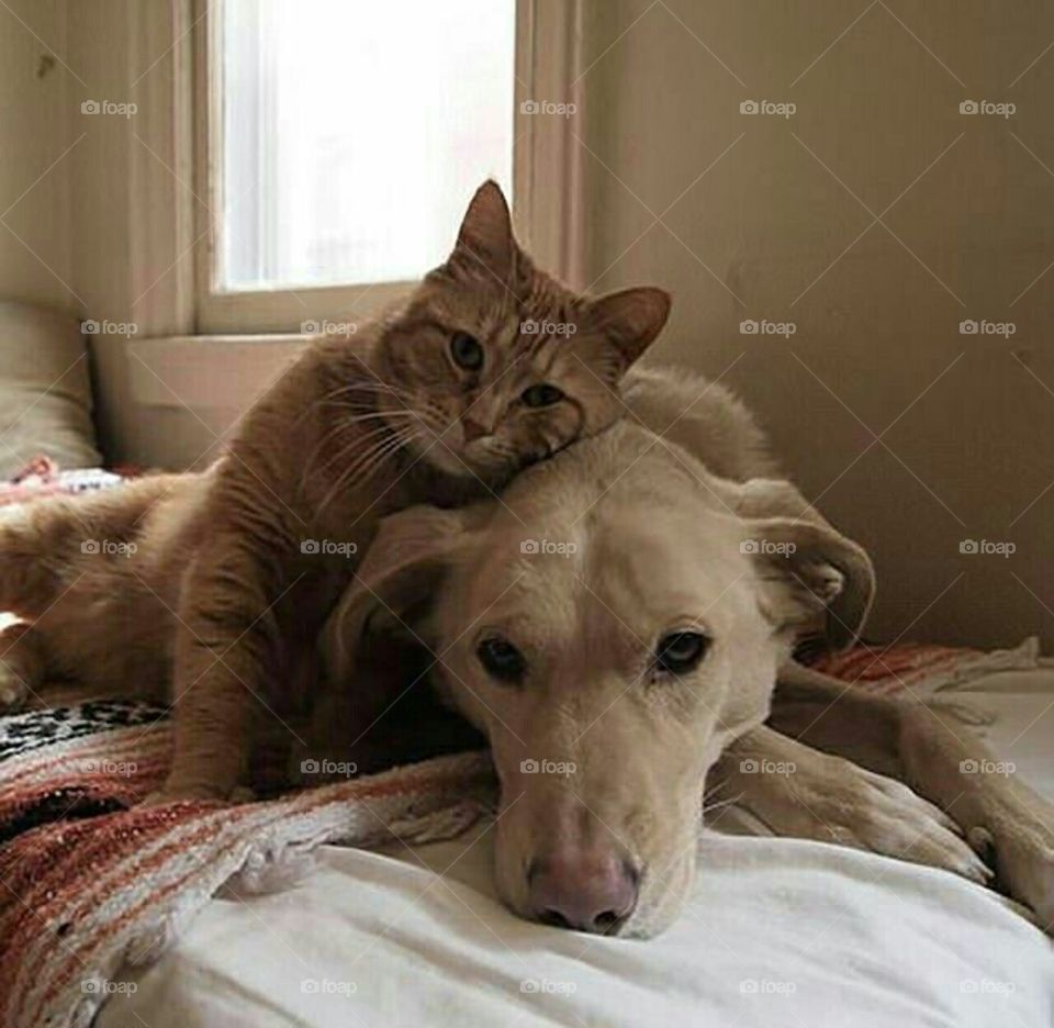 cat and dog