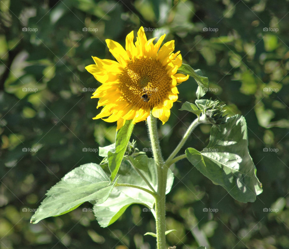 sun flower summer