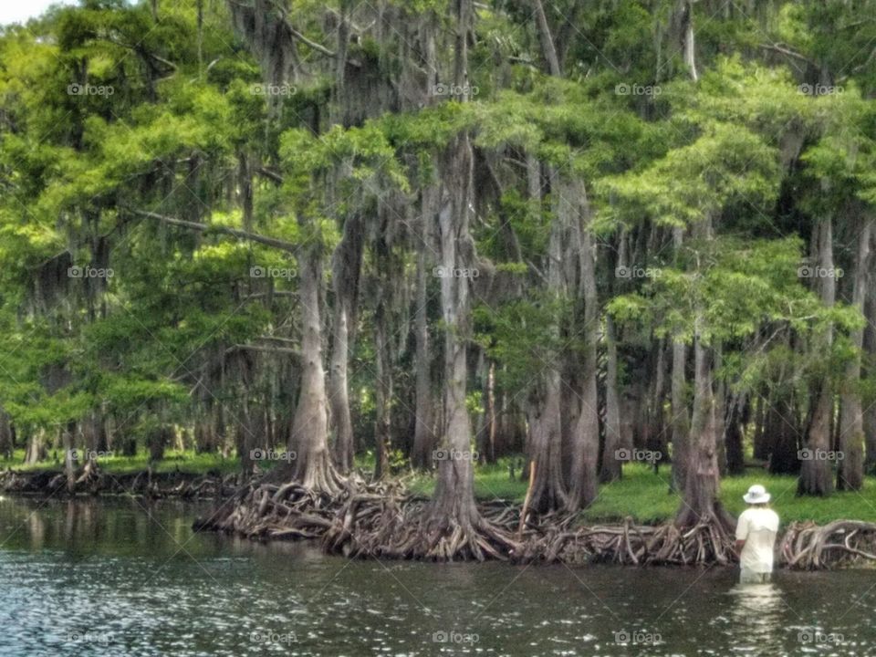 Fishing along the cypress trees
