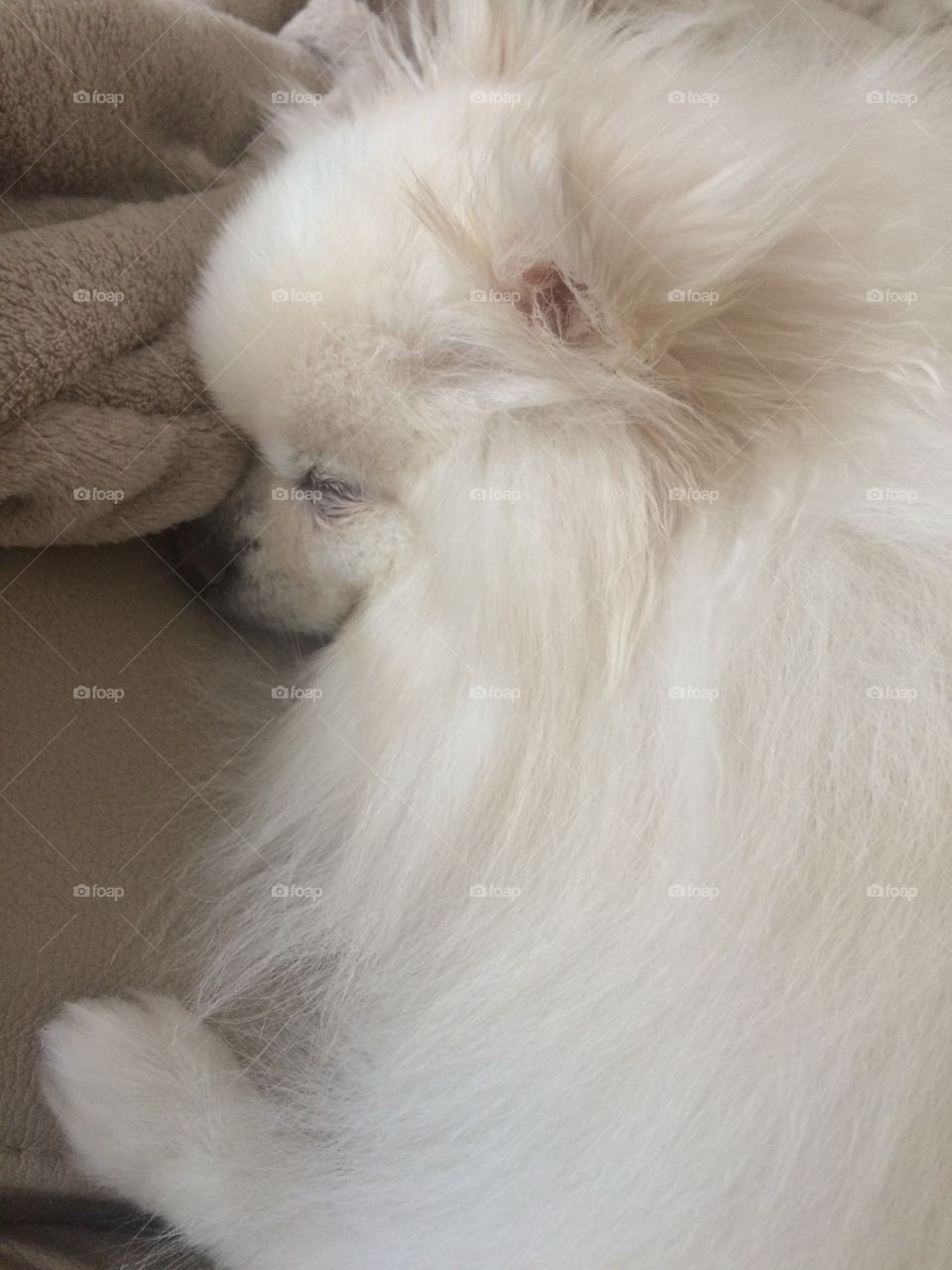 Sleeping Pomeranian 
