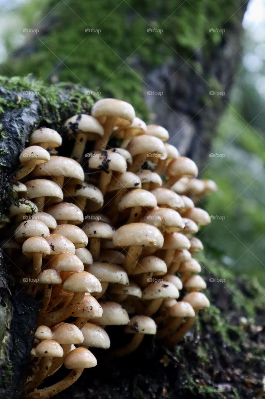 Many mushrooms under the tree
