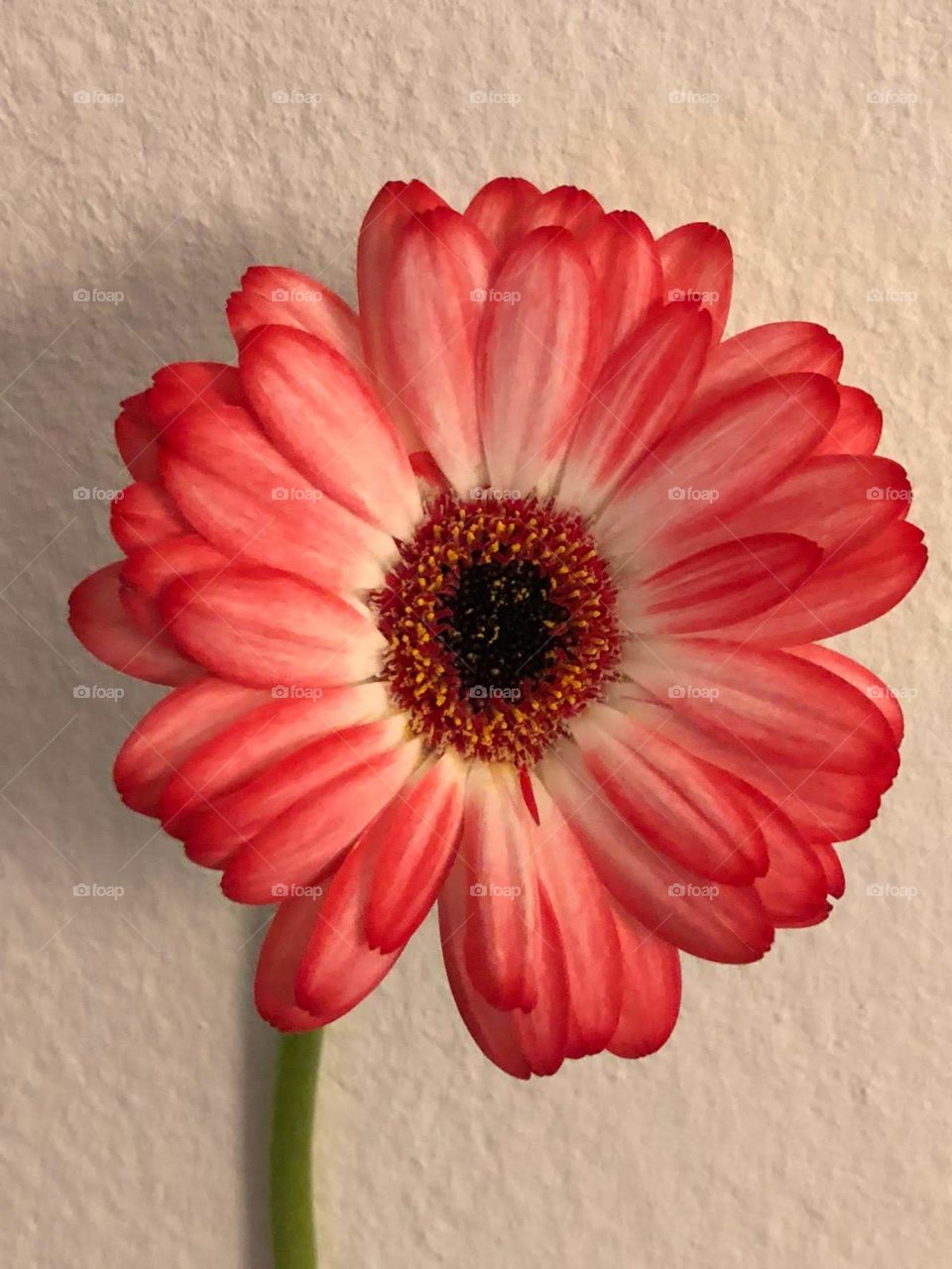 gerbera