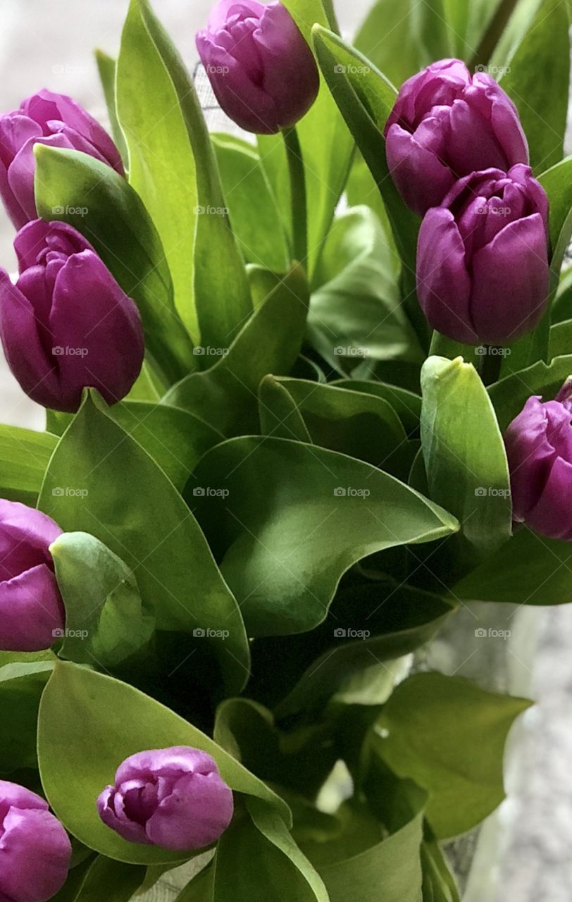 Tulips closeup 
