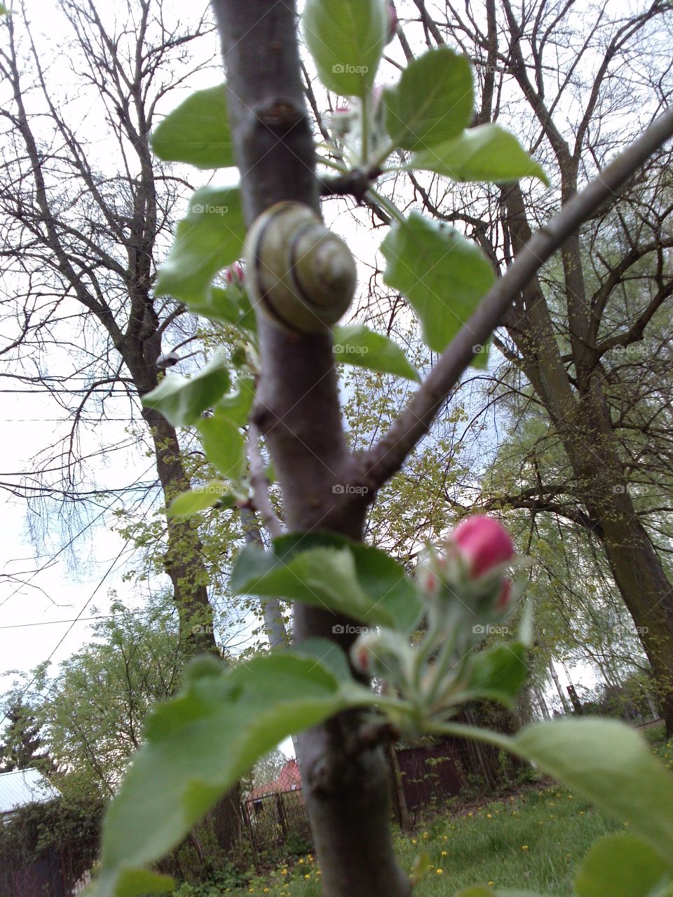 Visitor. snail climber