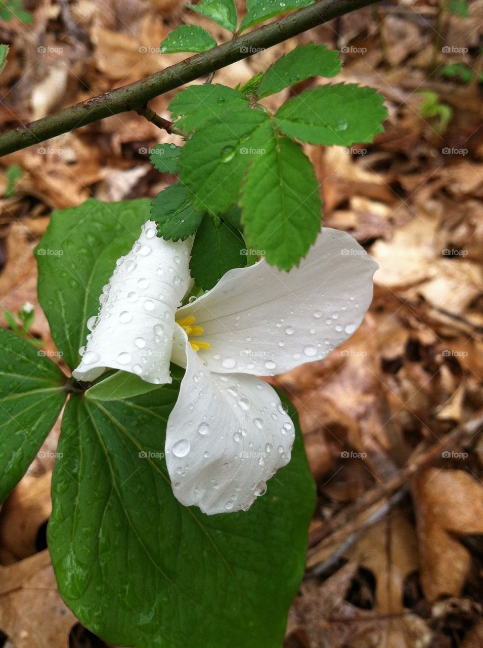White trillium flower 