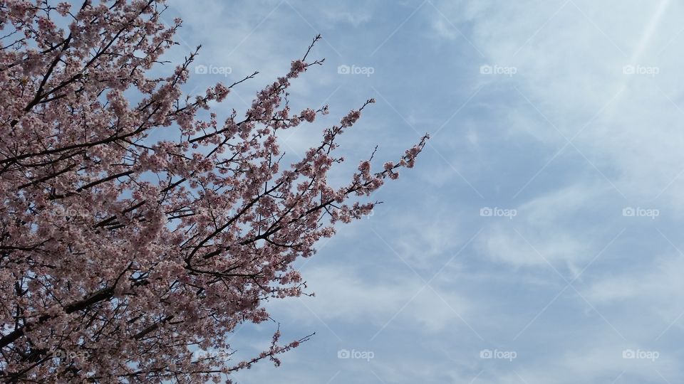 Cherry blossome